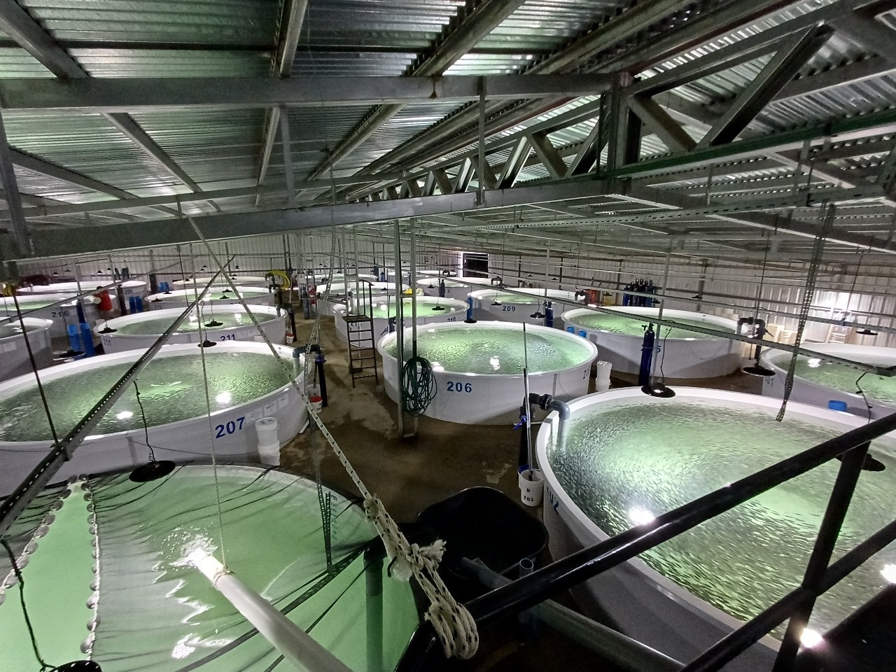 planta 2 acuic