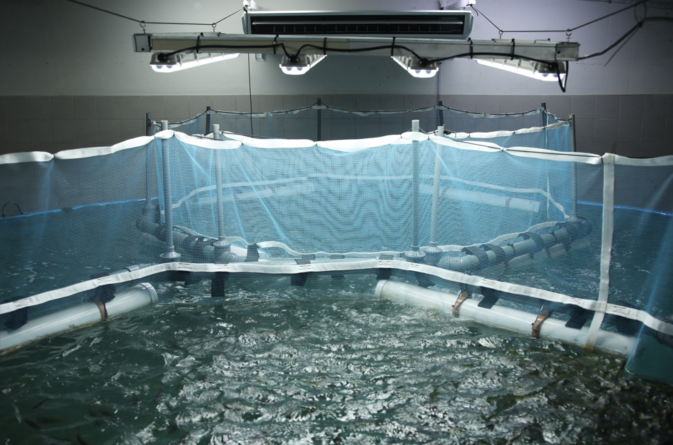 Foto cuerpo pez limón