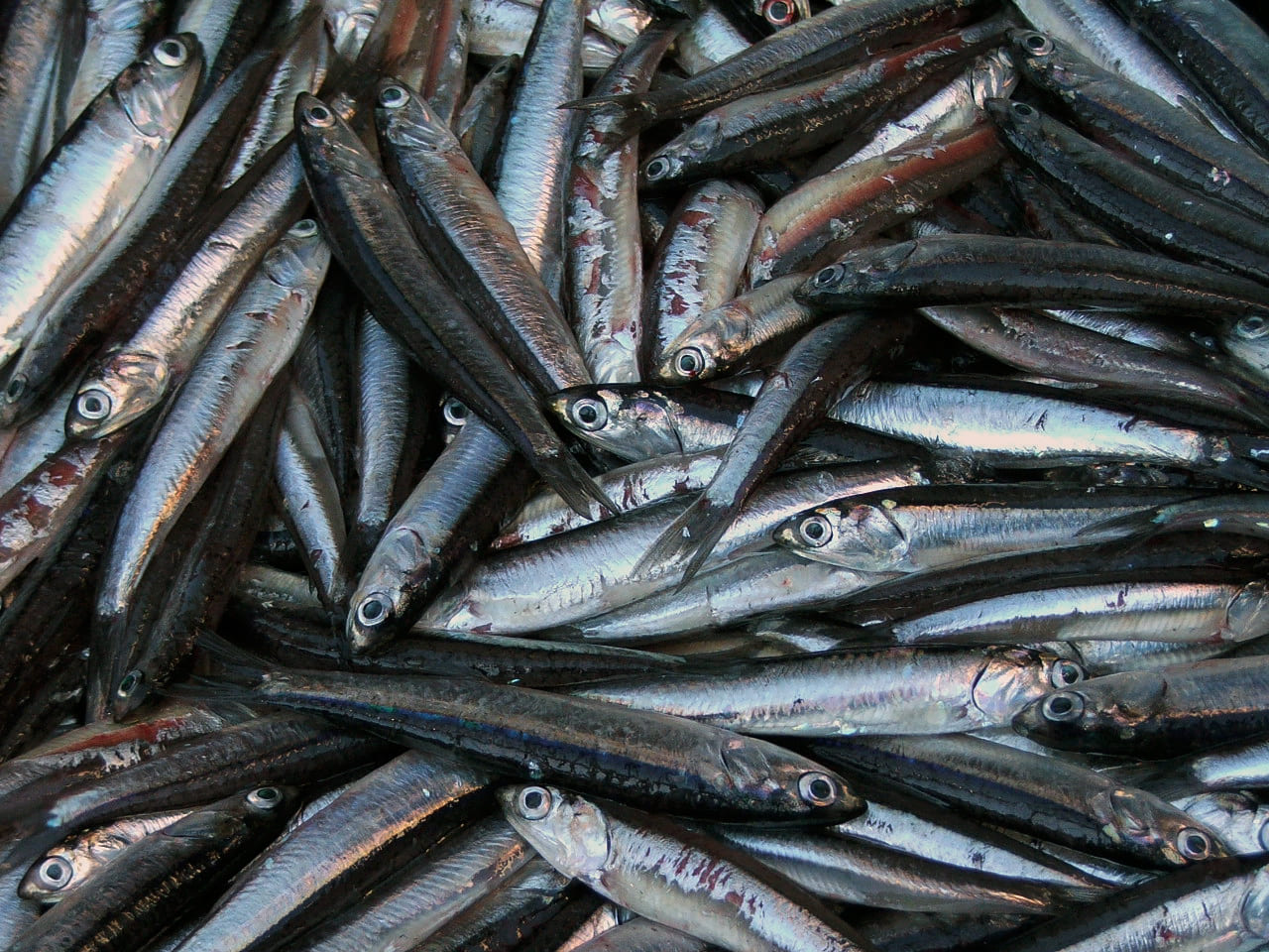 captura anchoita1 023