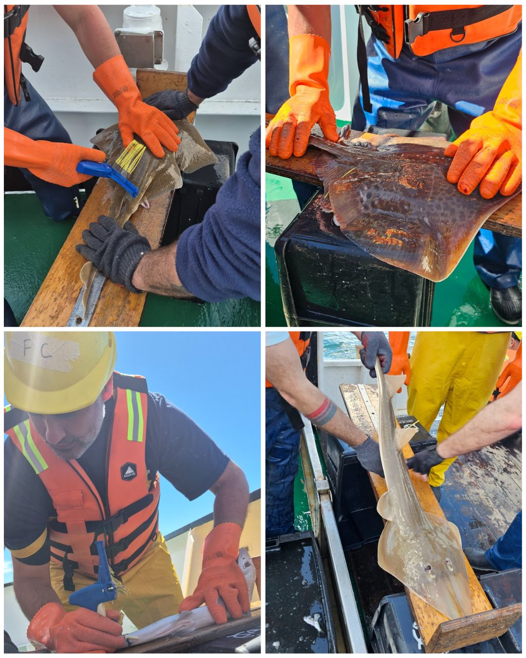 collage condrictios noviembre 2025 definitivo