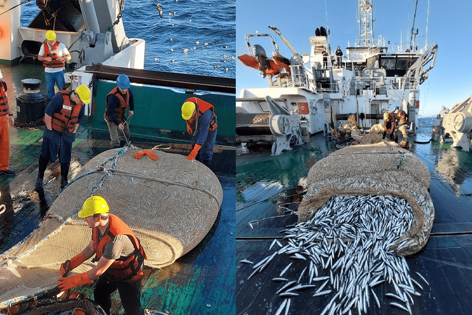 cuerpo campaña anchoita 2025