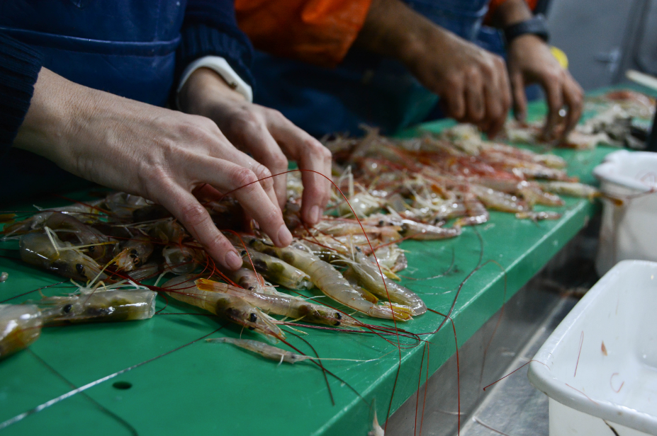 langostino san matias 2