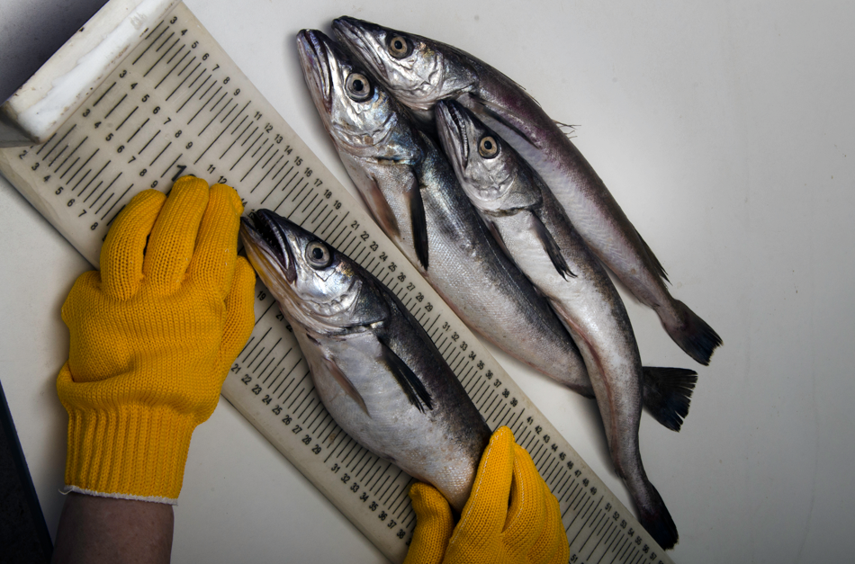 merluza calidad reducida octubre