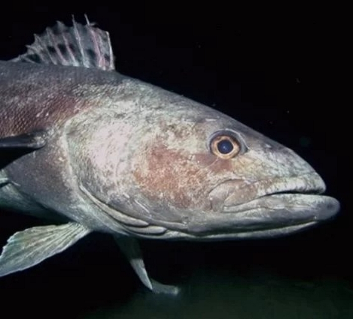 merluza negra